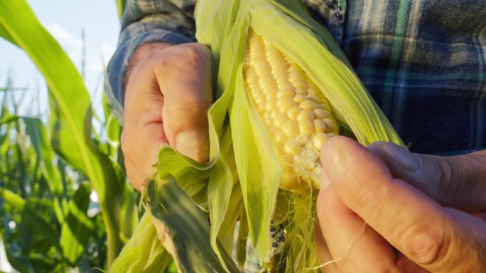 农民打开成熟的玉米，仔细检查黄色的谷粒。有经验的农艺师看玉米，在农田，种植园工作。收获时间概念。园丁