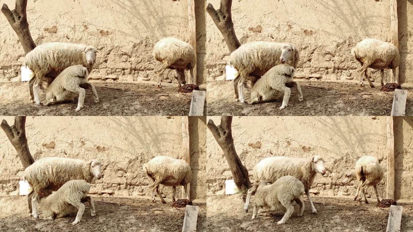 小羊在喝羊妈妈的奶