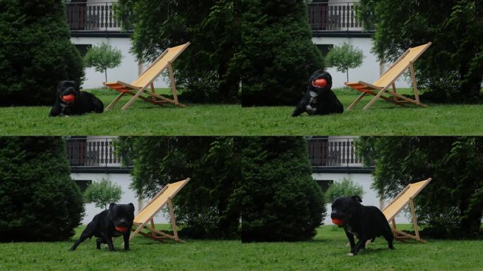 一只黑狗在花园里拿着橘球休息