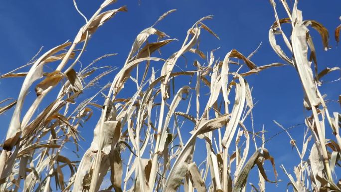 干玉米秆在风中飘动