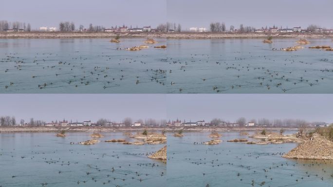 航拍襄阳汉江河流湿地候鸟野生鸟类自然风光