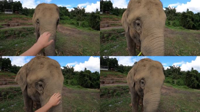 在泰国清迈保护区抚摸一只快乐的大象——POV