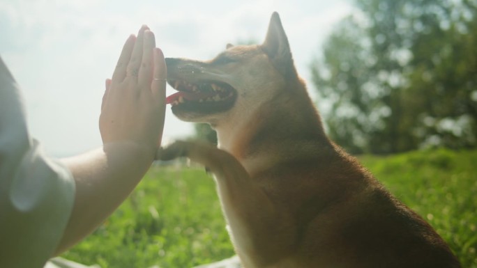 千叶犬与女老板击掌的特写。在绿色公园里训练狗。日本狗的肖像。阳光明媚的夏日