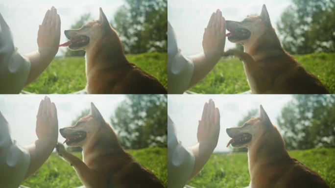 千叶犬与女老板击掌的特写。在绿色公园里训练狗。日本狗的肖像。阳光明媚的夏日