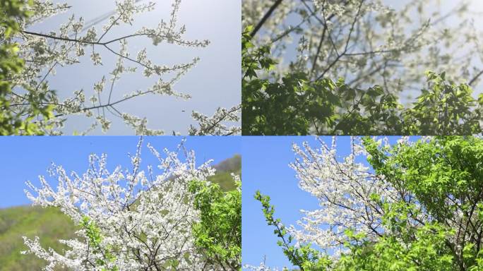春天的树开花(7分钟超长)