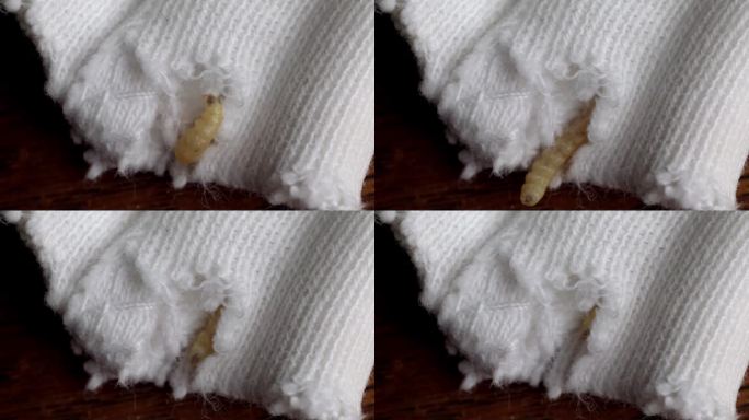 飞蛾幼虫进入针织衣物的洞。特写镜头
