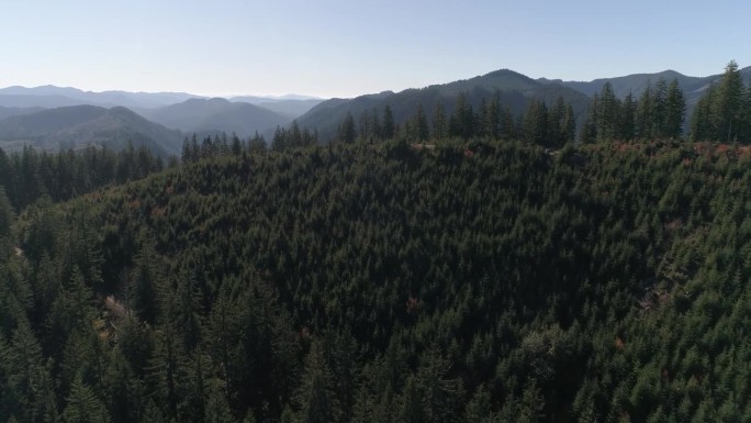 俄勒冈州森林从被砍伐的白痴溪伐木中恢复过来