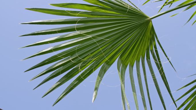 蓝天背景上的绿棕榈树。热带椰子树在阳光下。广告、产品、背景图片。夏天的背景，慢动作。查找。