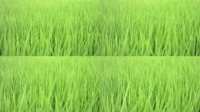 慢镜头清新的绿米随风摇曳放大镜头