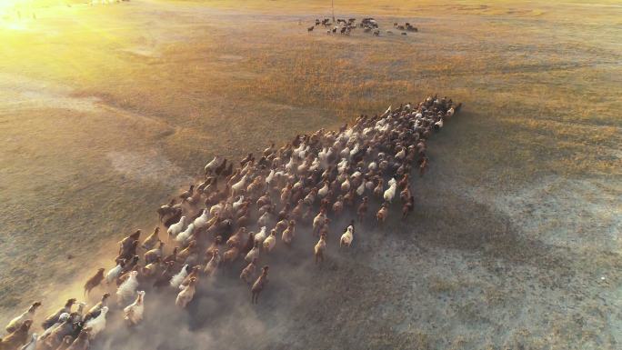 夕阳下奔跑的羊群