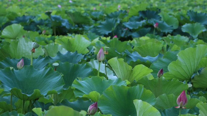 异龙湖荷花湖水