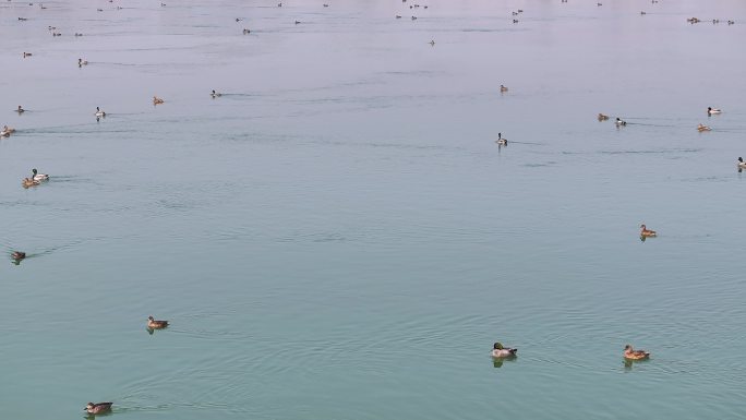 航拍襄阳汉江河流湿地候鸟野生鸟类自然风光