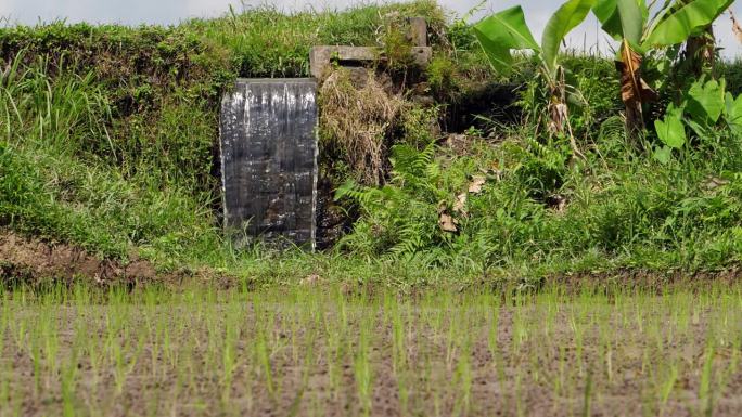 水往低处流，这是巴厘岛稻田的灌溉系统
