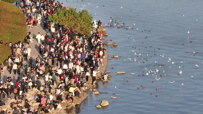 深圳湾公园观鸟人群深圳湾候鸟