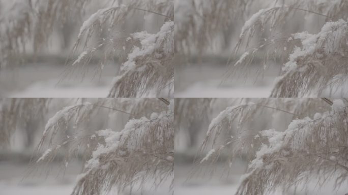 雪景   下雪   冬天   飘雪