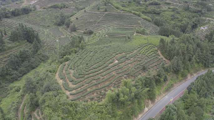 福建省龙岩市漳平水仙生态茶园航拍