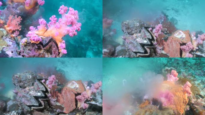 巨蛤在软珊瑚附近的礁石上喷出烟雾状的卵