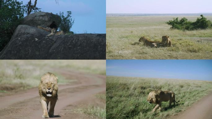 非洲坦桑尼亚 塞伦盖蒂自然保护区狮子