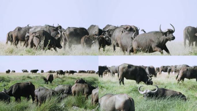 非洲坦桑尼亚 塞伦盖蒂自然保护区水牛