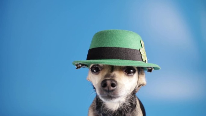 滑稽的狗在爱尔兰小妖精的帽子，圣帕特里克节的背景