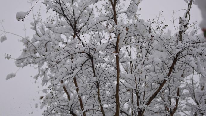 冬天树枝上的白雪