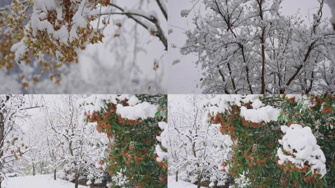 冬天树枝上的白雪