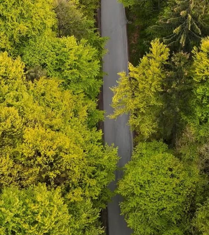 从空中俯瞰，一个人骑着自行车在路上穿过美丽的秋季混交林