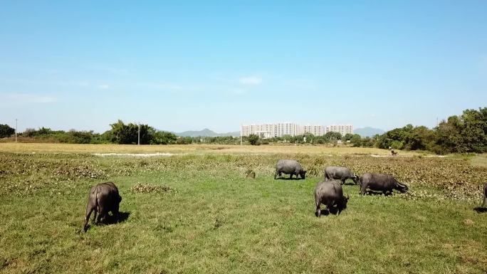 农村草地上的水牛