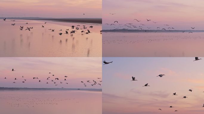 夕阳下一群白鹭航拍