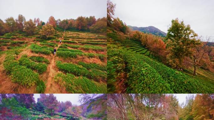 广东惠州“无量山”枫叶穿越机航拍4K视频
