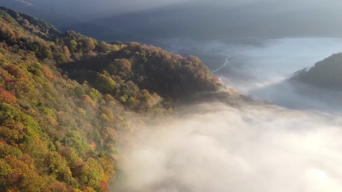 航拍秦岭红叶，光雾山红叶，雾中秋天4K