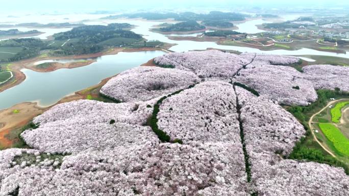 平坝樱花园