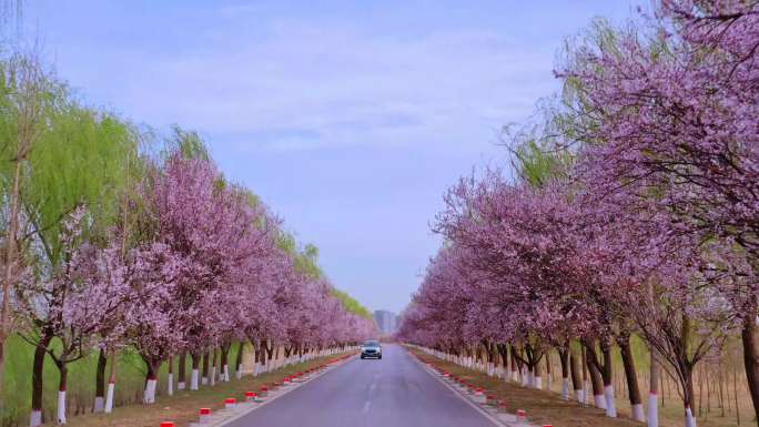 济南百里黄河风景区盛开的紫叶李花合集