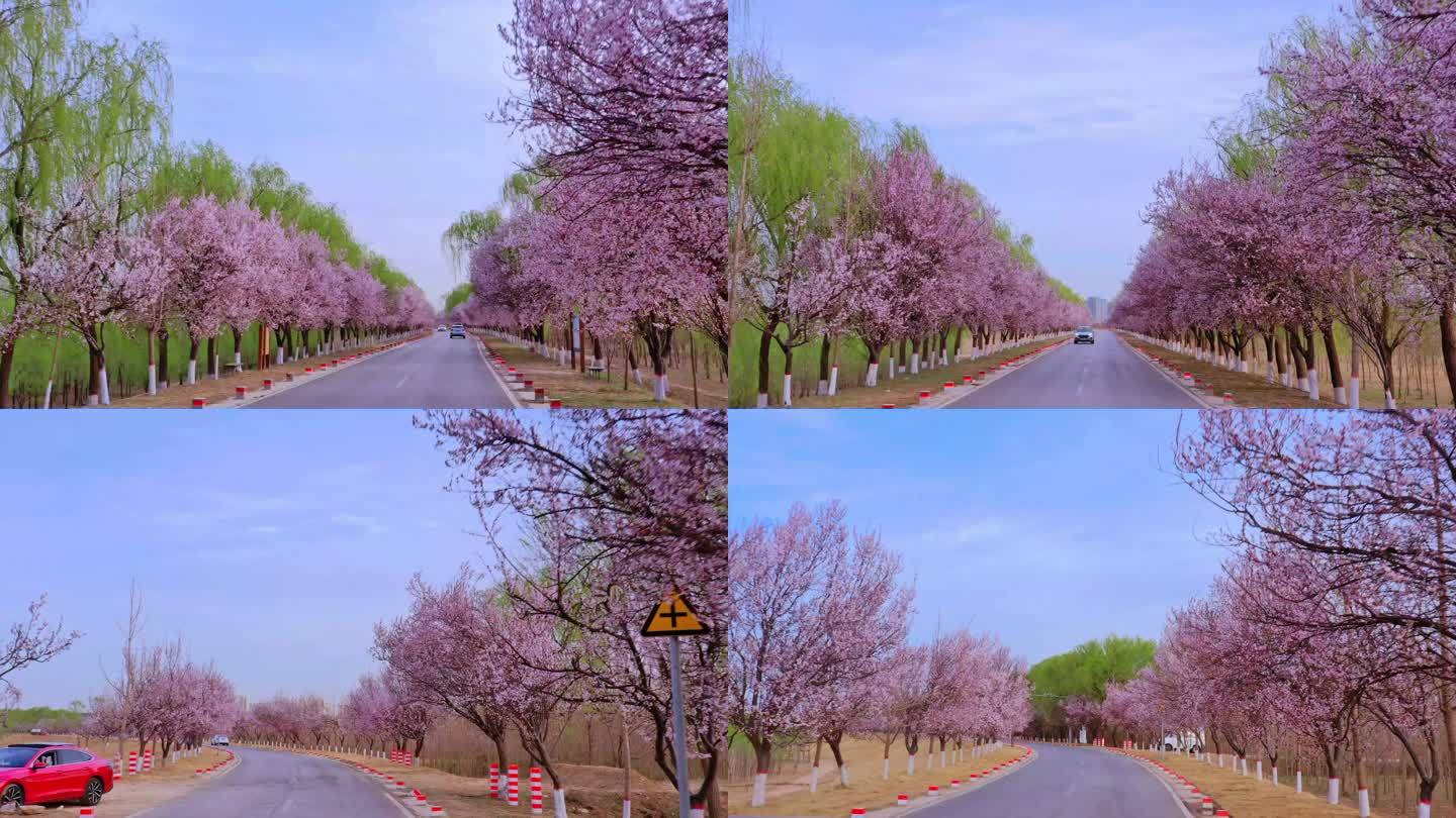 济南百里黄河风景区盛开的紫叶李花合集