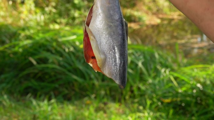 红炭鱼挂在外面的鱼钩上晾晒