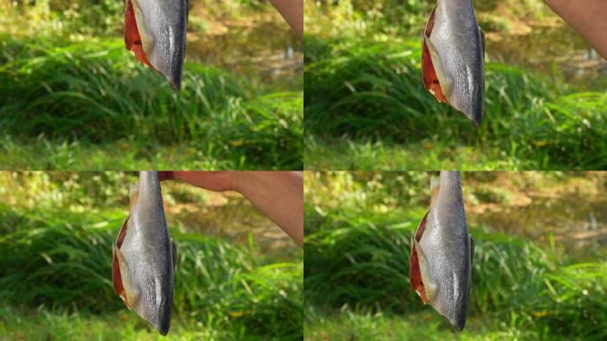 红炭鱼挂在外面的鱼钩上晾晒