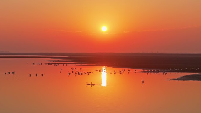 日出 大雁飞行 候鸟群飞航拍 鄱阳湖
