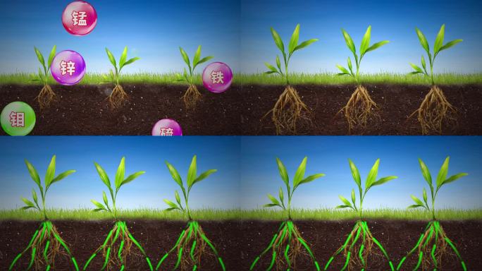 肥料吸收营养效果AE模板