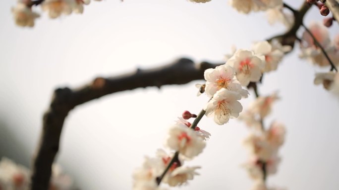 梅花白色梅花香气扑鼻的梅花