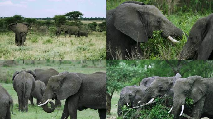 非洲坦桑尼亚 塞伦盖蒂自然保护区大象