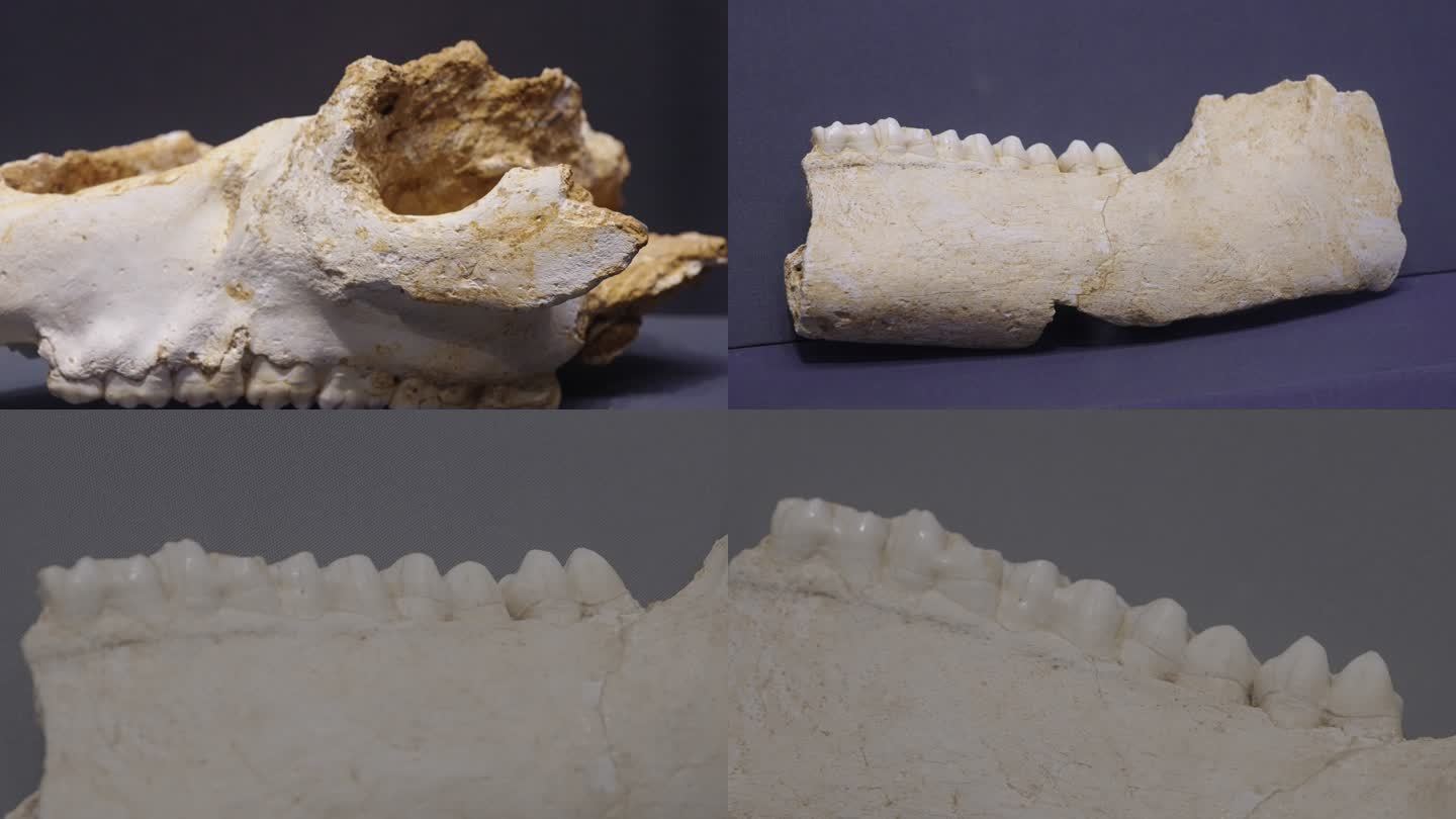 更新世中、晚期华南巨貘头骨化石
