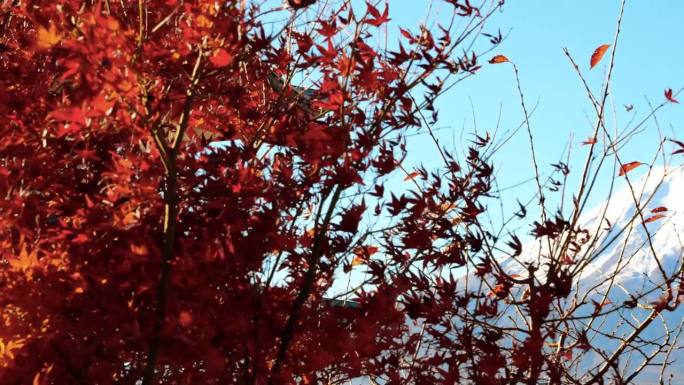 日本秋天的富士山和红枫