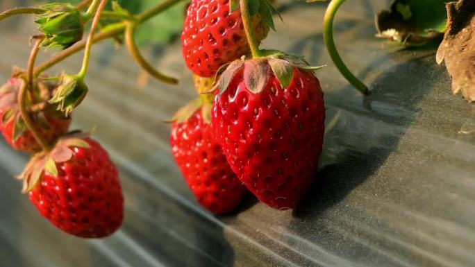 草莓，草莓生长采摘，30秒小视频广告