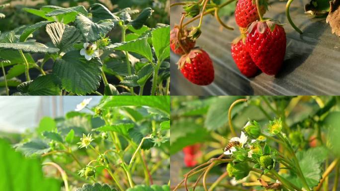 草莓，草莓生长采摘，30秒小视频广告