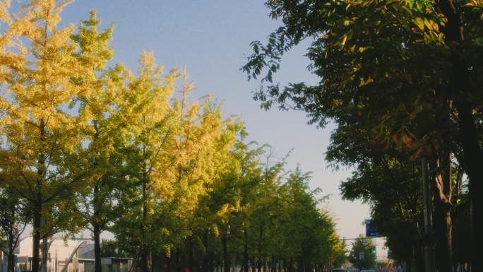 城市马路边银杏树空镜