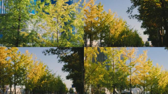 城市马路边银杏树空镜