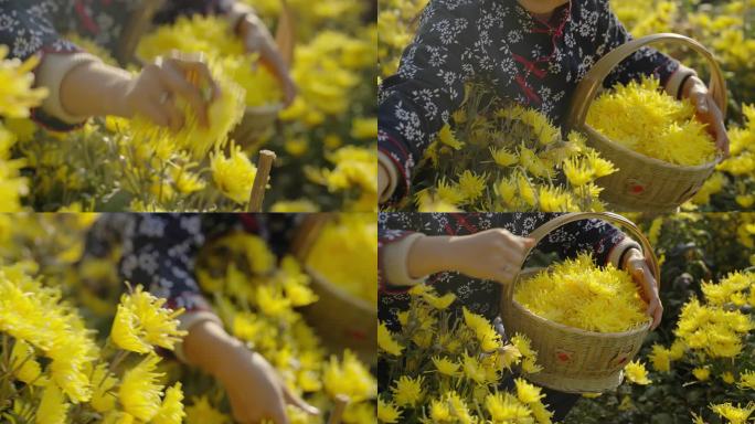 乡村振兴 菊花种植  菊花采摘  菊花茶