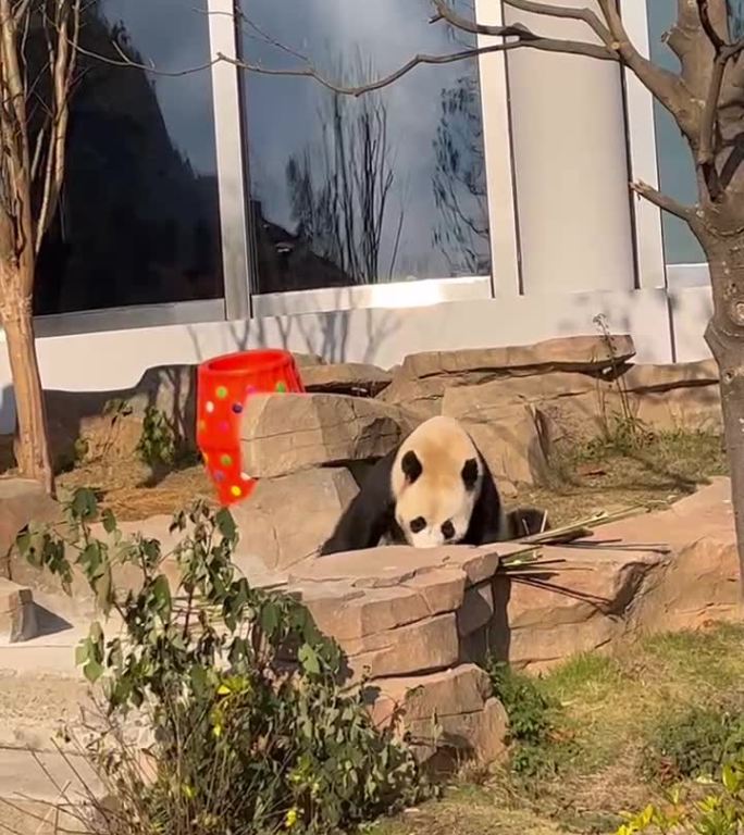 大熊猫孤单寂寞冷