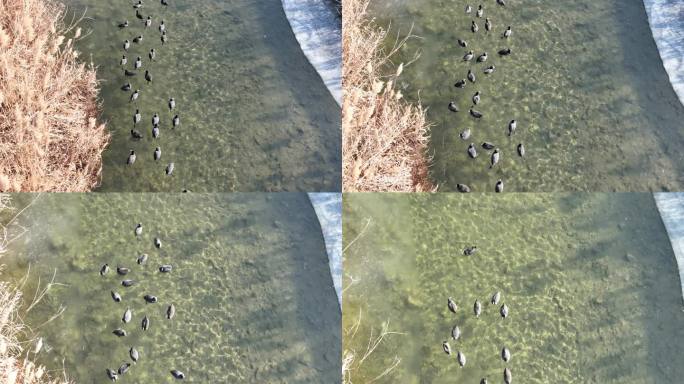 冬天水面芦苇漫水桥 水鸟 航拍素材 冬季