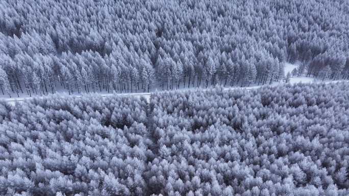 汽车行驶在冰天雪地的桦树林